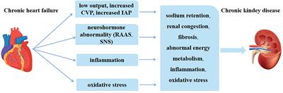 SGLT2 inhibitors in the treatment of type 2 cardiorenal syndrome: Focus on renal tubules